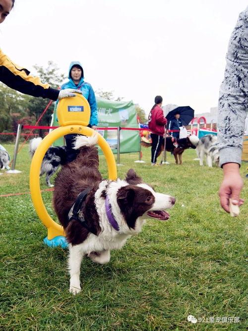 今日动物爆料最新消息图片,奇趣瞬间,捕捉动物界的瞬间精彩 第1张 今日动物爆料最新消息图片,奇趣瞬间,捕捉动物界的瞬间精彩 第1张